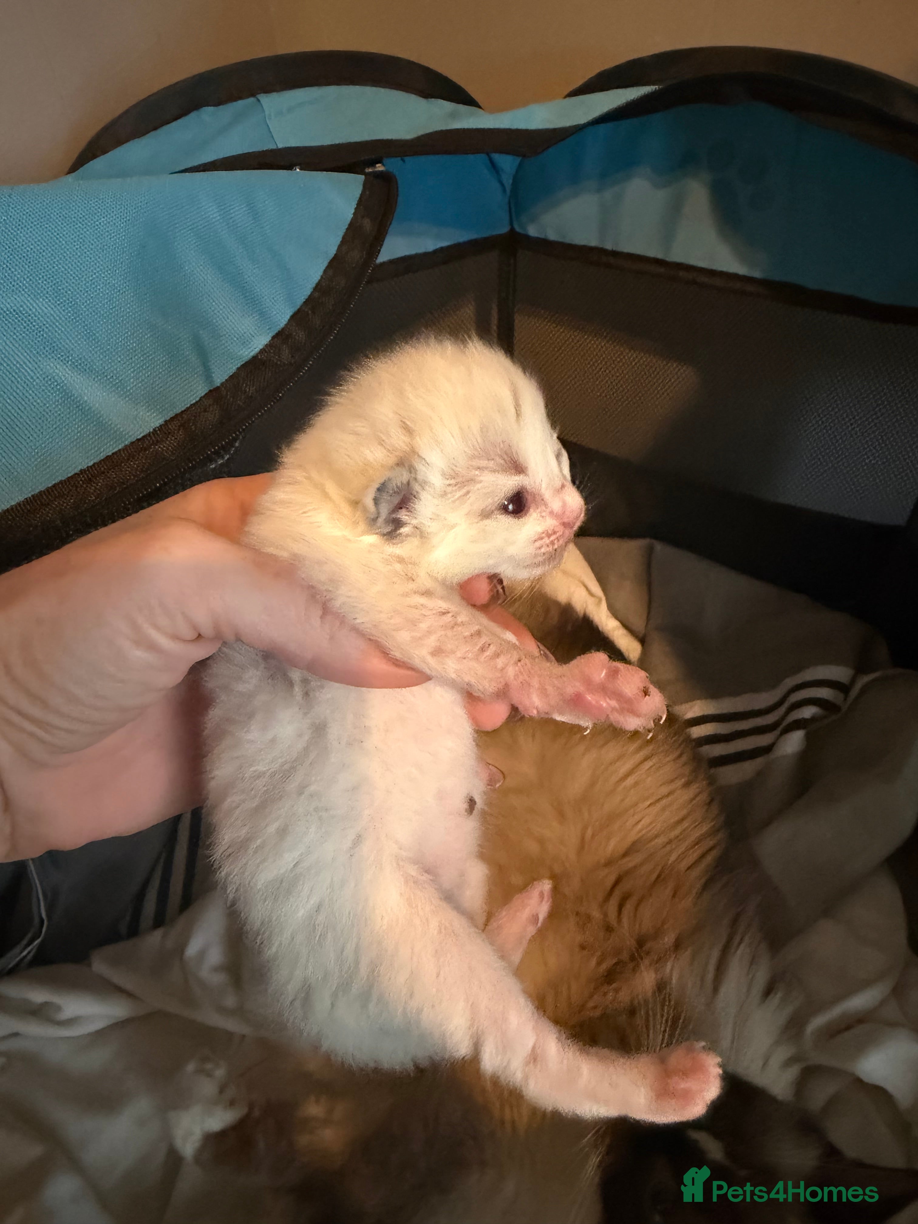 Ragdoll cats for sale: Beautiful pedigree ragdolls  - Advert 2