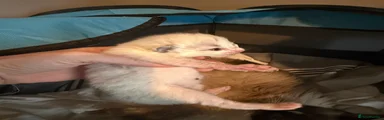 Ragdoll 5