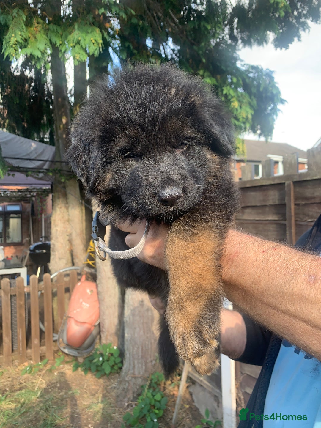 German Shepherd dogs for sale: Long Haired GSD Puppies. Only 1 boys LEFT!  - Image 37