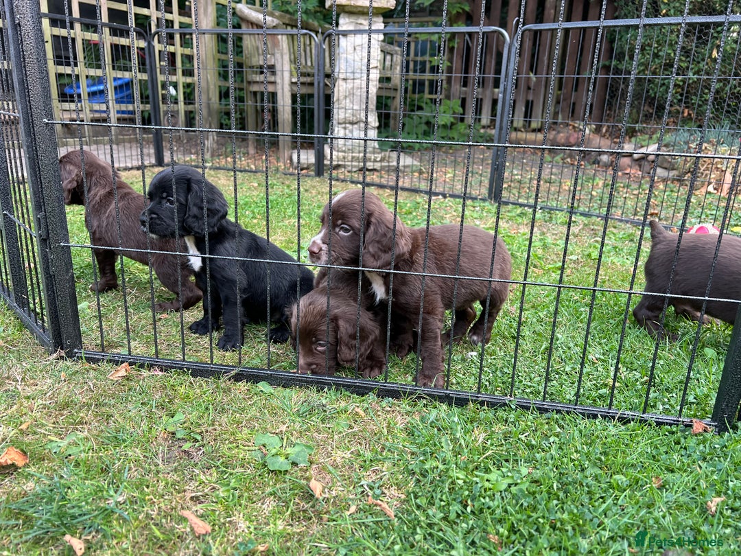 Cocker Spaniel dogs for sale: Working Cocker Spaniel Pups - Image 3