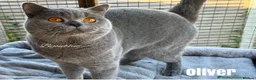 British Shorthair cats for sale: Pure BSH kittens for sale - Advert 4