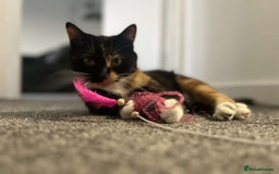 Domestic Shorthair cats for sale: Beautiful cat looking for new home - Image 1