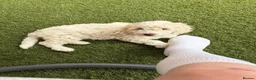 Cockapoo dogs for sale: Female cockapoo - Advert 3