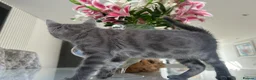 Bengal cats for sale: 3 Beautiful Blue Female TICA Reg Bengal kittens  - Advert 21