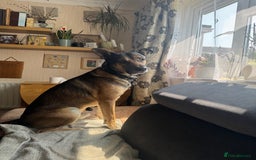German Shepherd dogs for sale: German Shepherd Boy for sale (3 years old) - Image 4