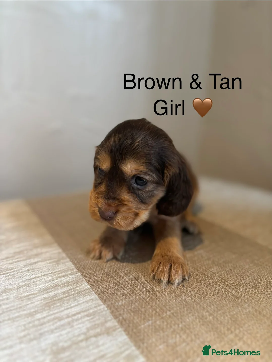 Cocker Spaniel dogs for sale: Stunning Show Cocker Spaniel Puppy’s KC Registered - Advert 2