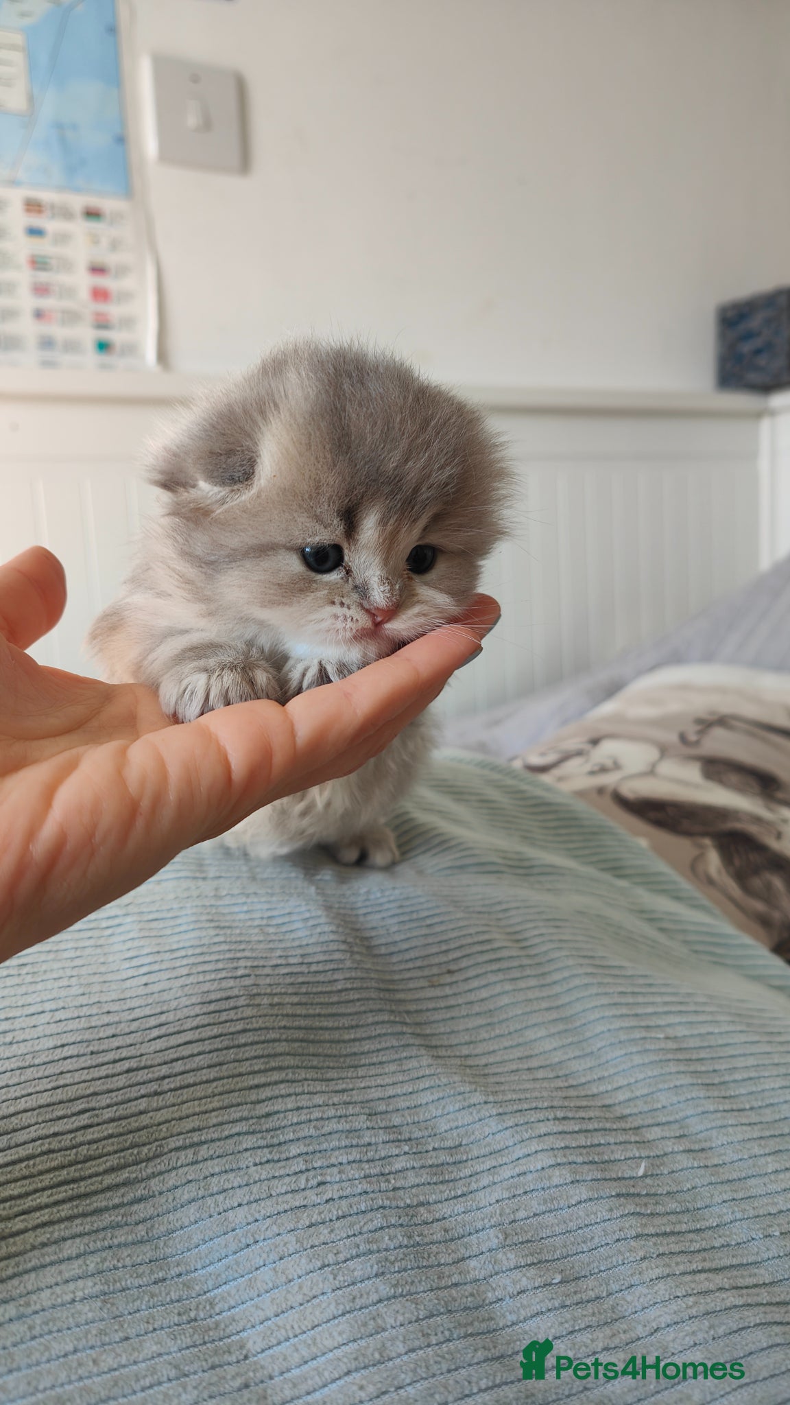 Scottish Fold cats Scottish fold  - Advert 2