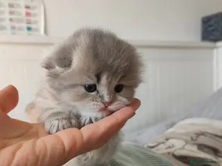 Scottish Fold cats Scottish fold - Advert 1