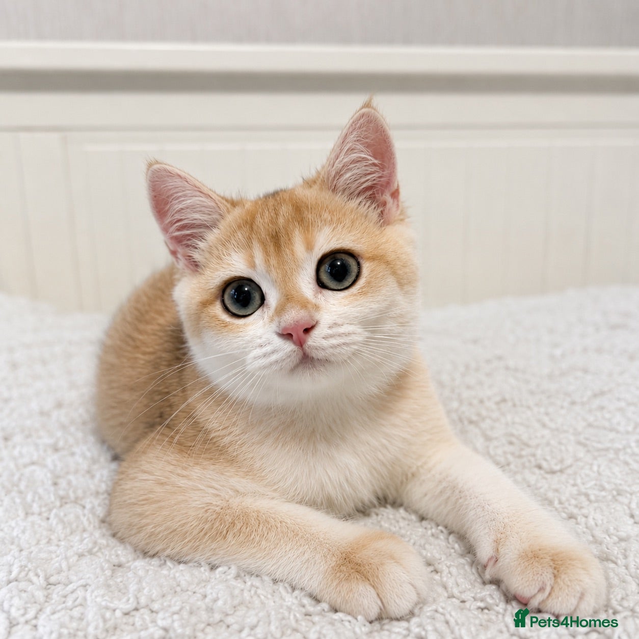 British Shorthair cats 🧡 Exceptional golden British shorthair kittens 🧡 - Advert 1