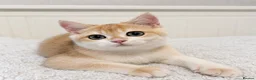 British Shorthair cats for sale: 🧡 Exceptional golden British shorthair kittens 🧡 - Advert 6