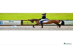 Riding pony horses for sale: British show pony - Image 5