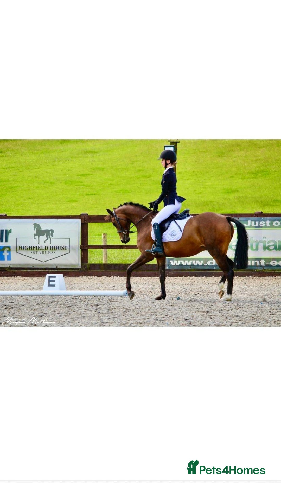 Riding pony horses for sale: British show pony - Image 5