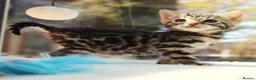 Bengal cats for sale: CUTE BENGAL FEMALE (TICA REG) - Advert 15