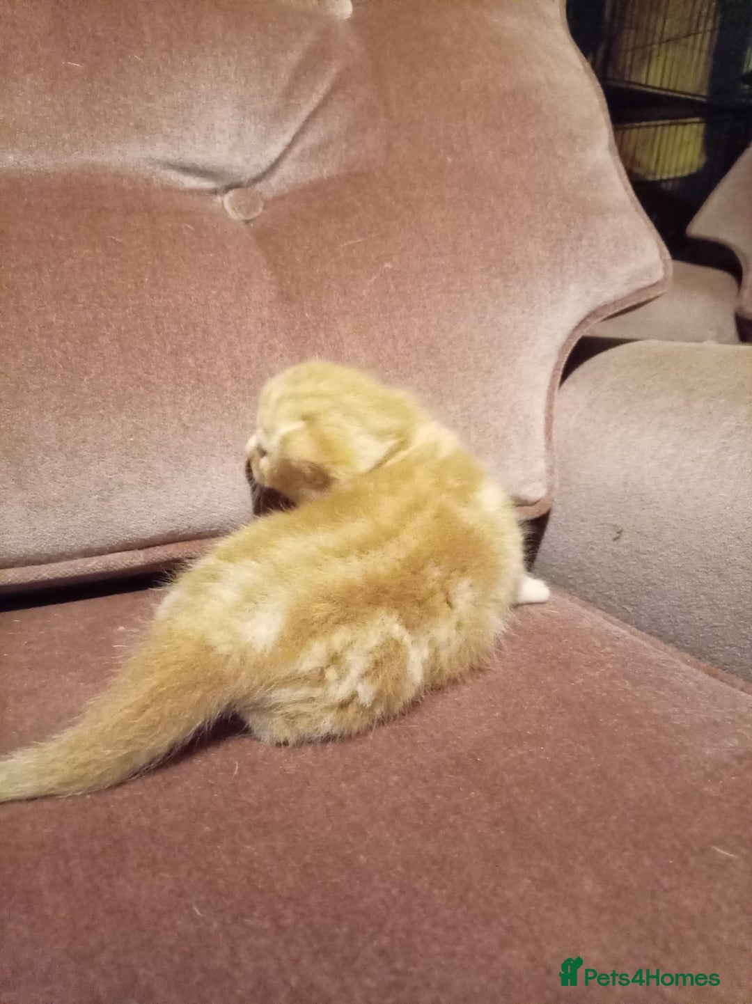 Mixed Breed cats for sale: Four mixed breed British short kittens - Image 18