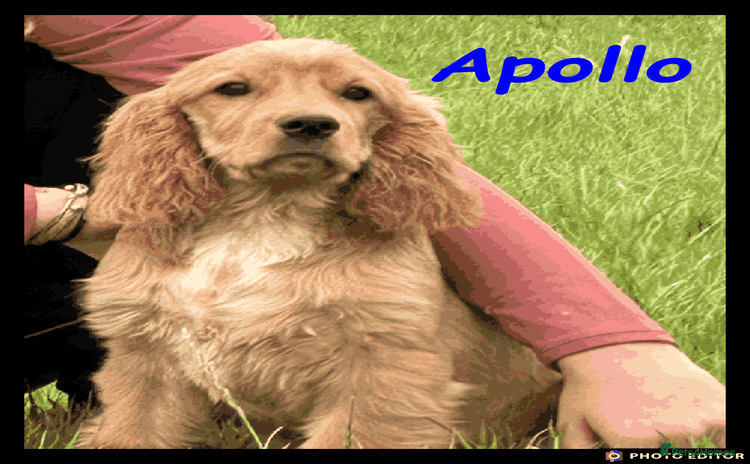 Cockalier dogs - Advert 2