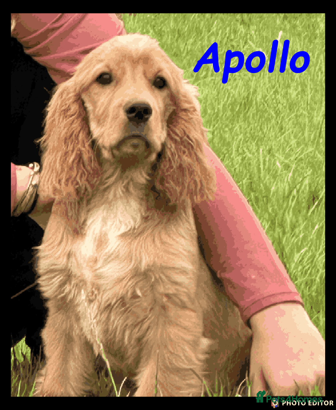 Cockalier dogs for sale: Beautiful Cockalier Puppy – Ready Now 🐶💙 - Image 1