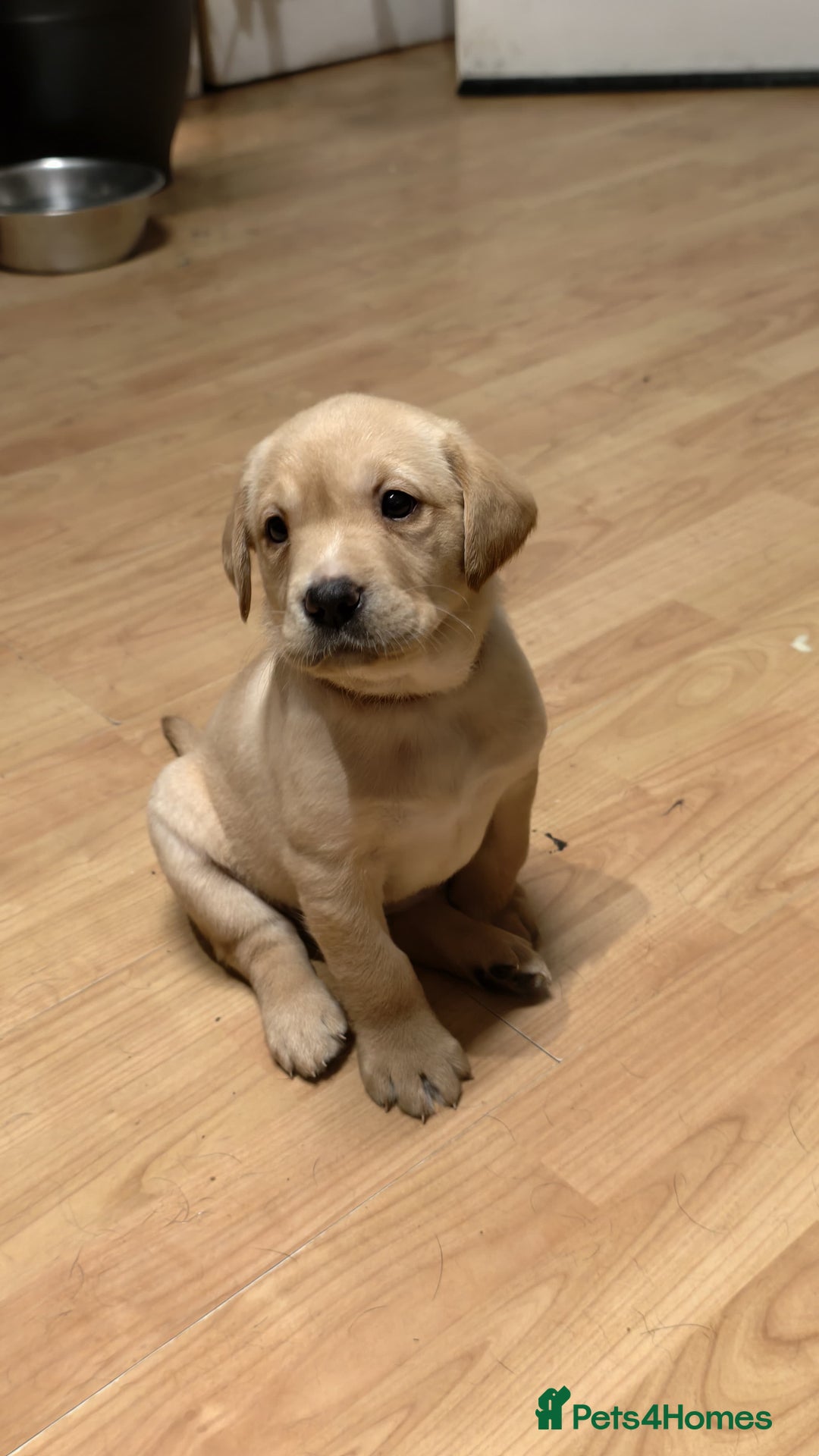 Labrador Retriever dogs for sale: Labrador Love Nuggets - 7 left - Image 11