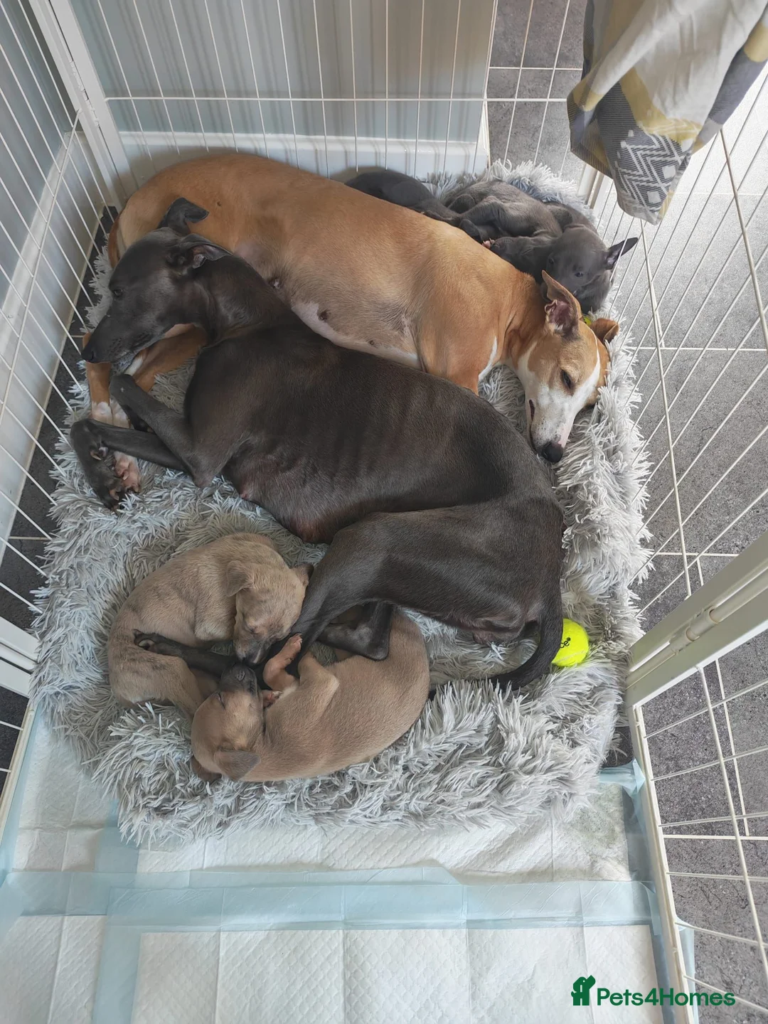 Whippet dogs for sale: Stunning small KC registered whippets  - Advert 1