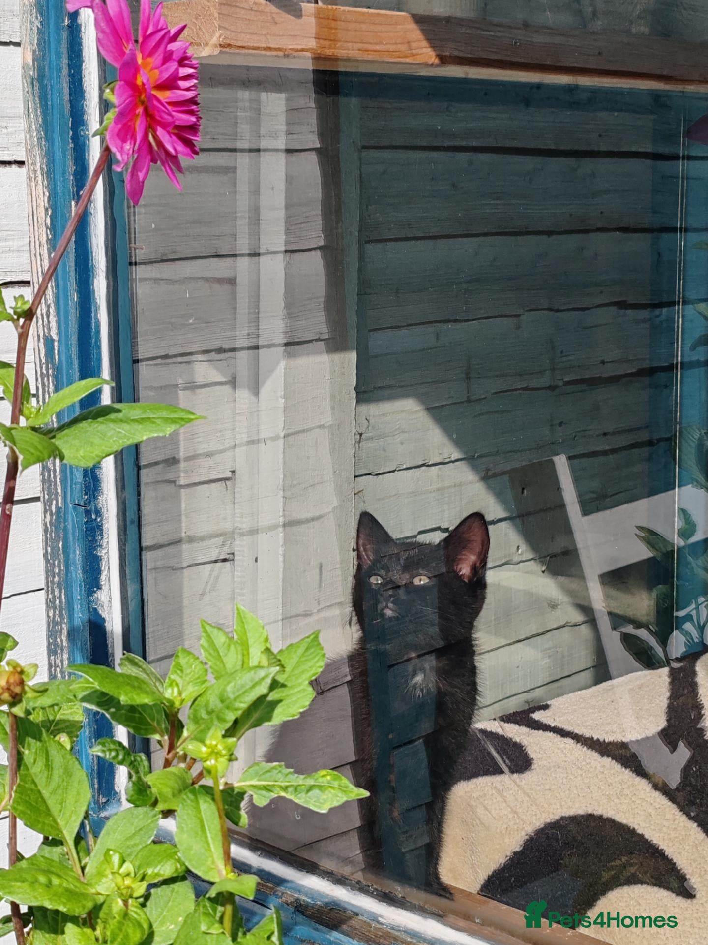 Mixed Breed cats Beautiful 2black male kittens looking for new home - Advert 9