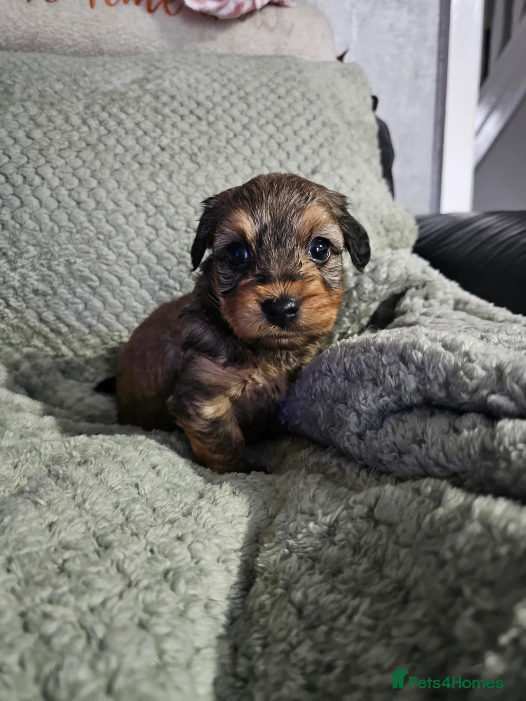 Mixed Breed dogs for sale:  **  Toy yorkipoo  - Advert 9