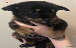 German Shepherd dogs for sale: Adorable litter of 6 puppies  - Advert 4