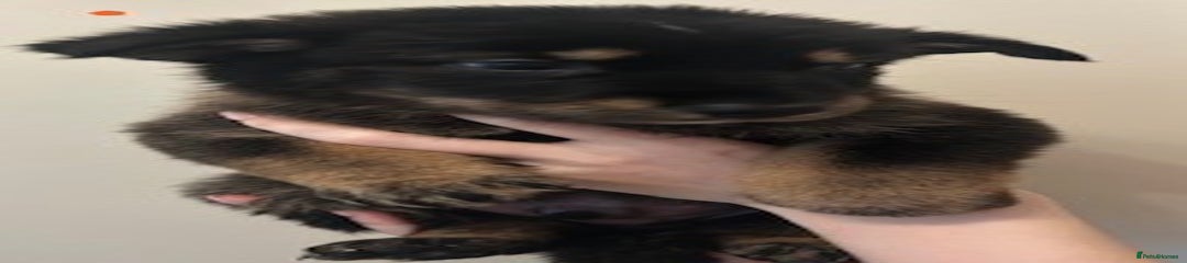 German Shepherd Puppy 2