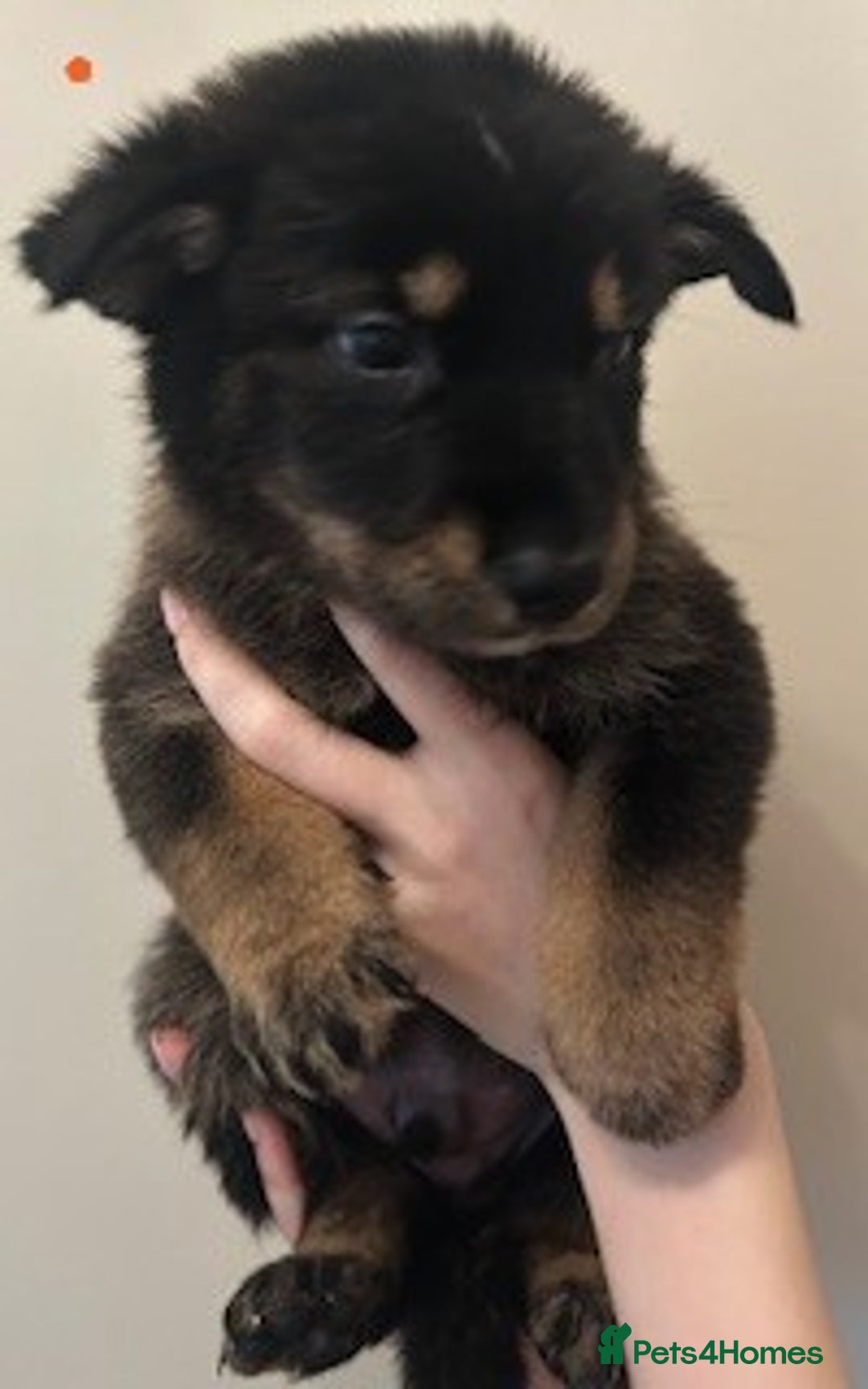 German Shepherd dogs for sale: Adorable litter of 6 puppies  - Advert 4