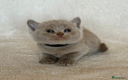 British Shorthair cats for sale: British shorthair kittens  - Image 19