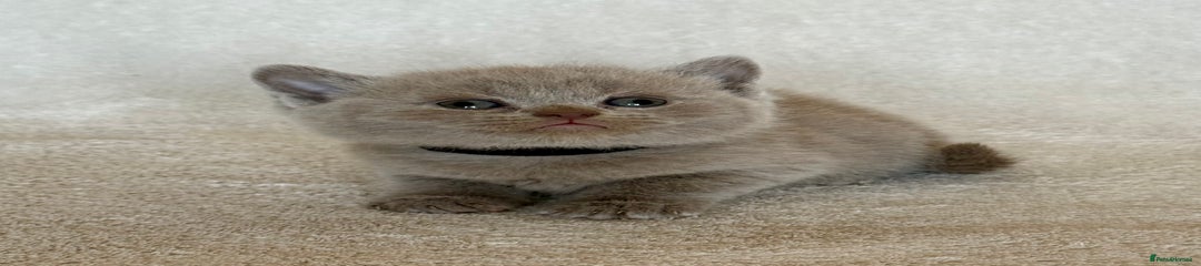 British Shorthair Kitten 4