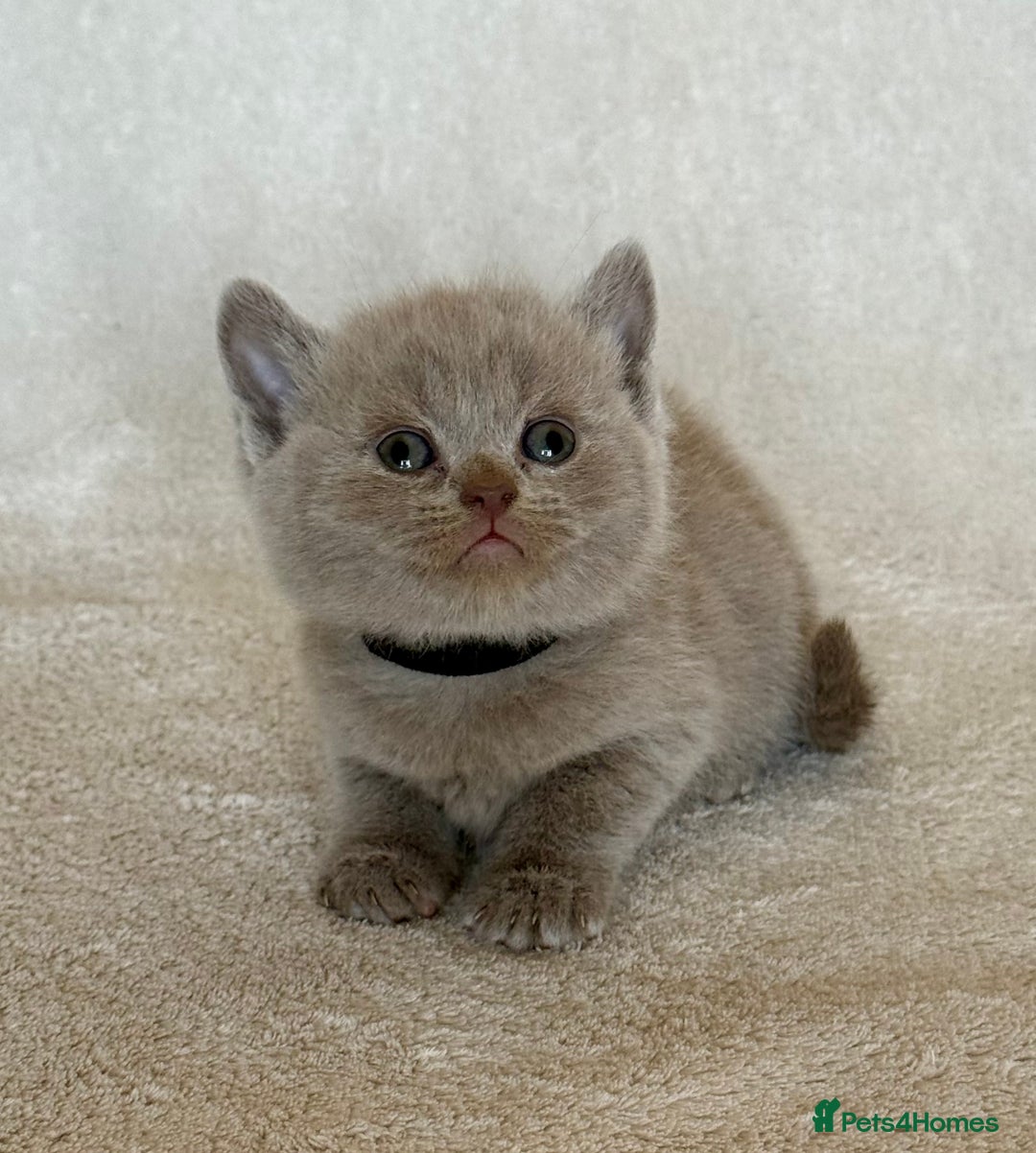 British Shorthair cats for sale: British shorthair kittens  - Image 19
