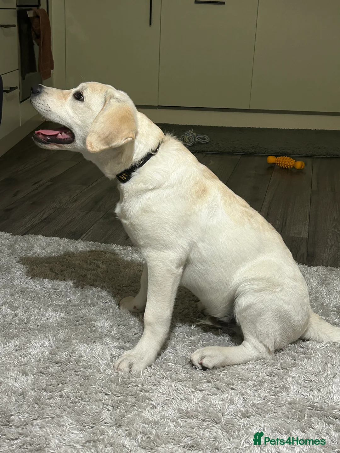 Labrador Retriever dogs for sale: Welcome Anjola, 9-month old Labrador, to your home - Advert 22