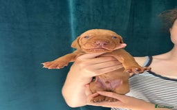 Hungarian Vizsla dogs for sale: KC Reg Hungarian Vizsla Puppies-Imported Lineage - Image 25