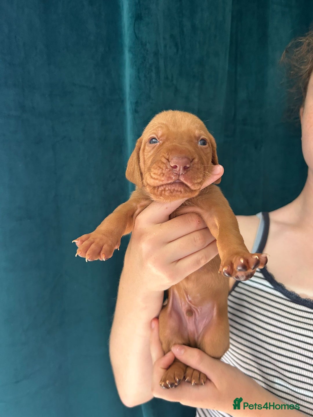 Hungarian Vizsla dogs for sale: KC Reg Hungarian Vizsla Puppies-Imported Lineage - Image 25