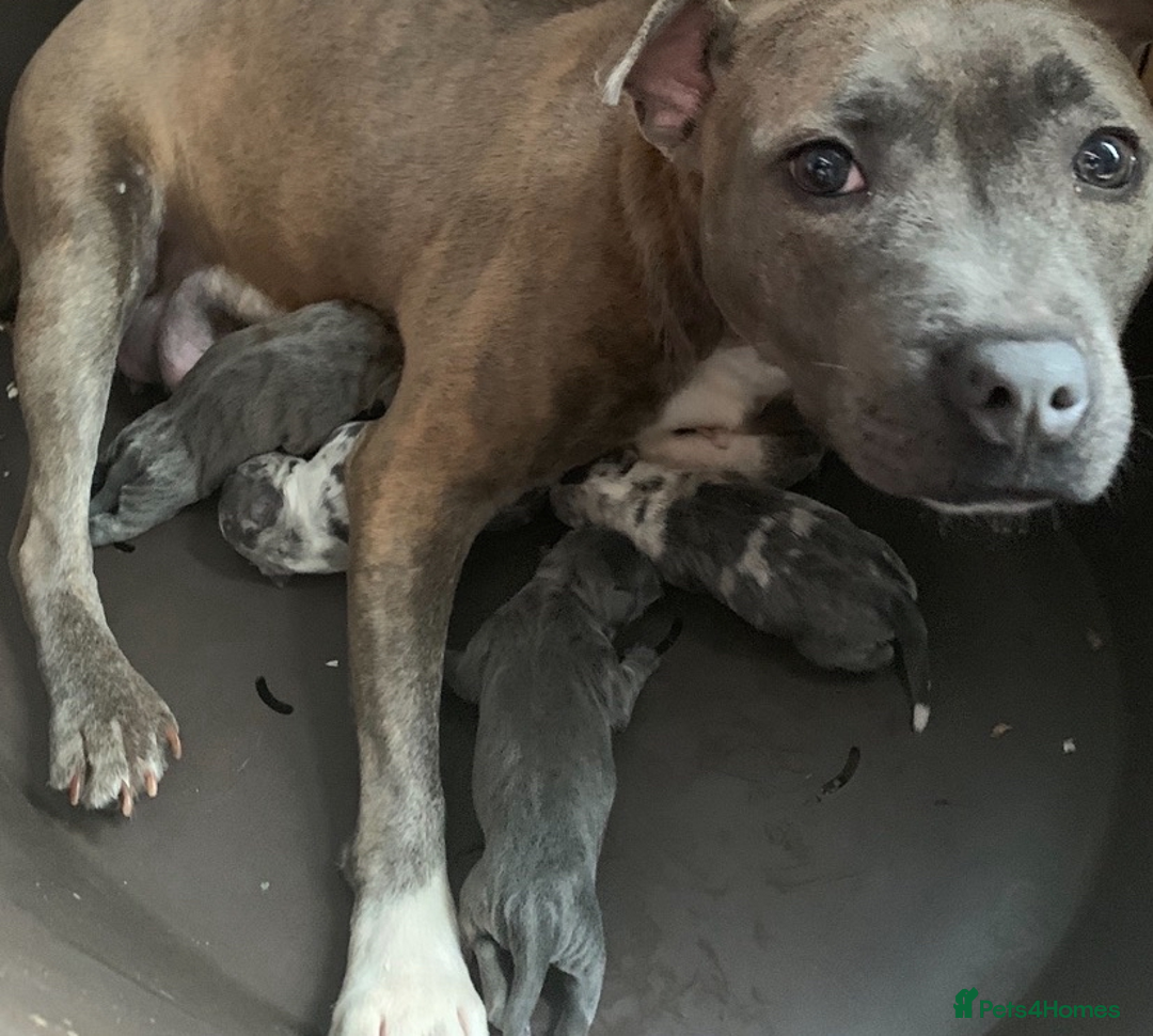 Staffordshire Bull Terrier dogs for sale: RARE BLUE MERLE STAFFORDSHIRE BULL TERRIER PUPPIES - Image 1