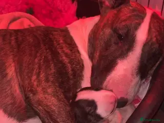 English Bull Terrier dogs Bull terrier standard. KC registered. BOY - Advert 1