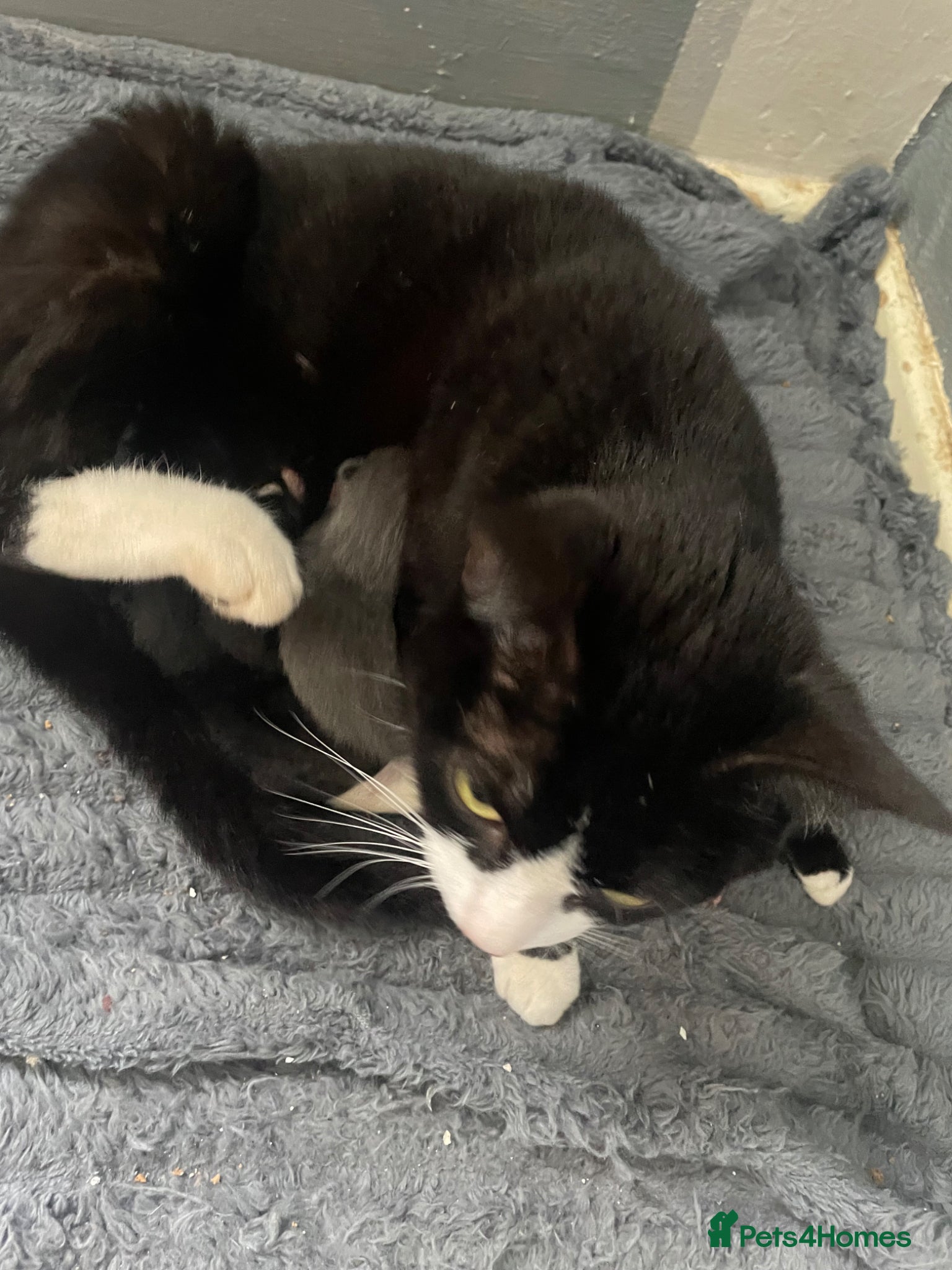 Mixed Breed cats Adorable little babies  - Advert 3
