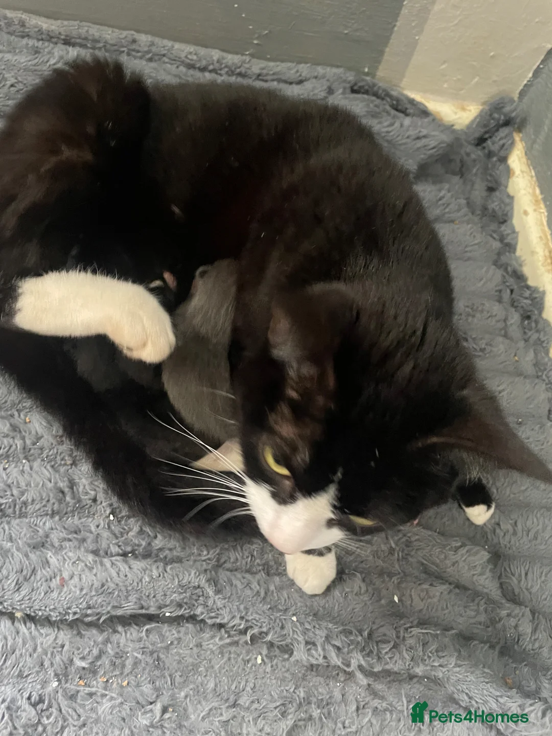 Mixed Breed cats for sale: Adorable little babies  - Advert 1