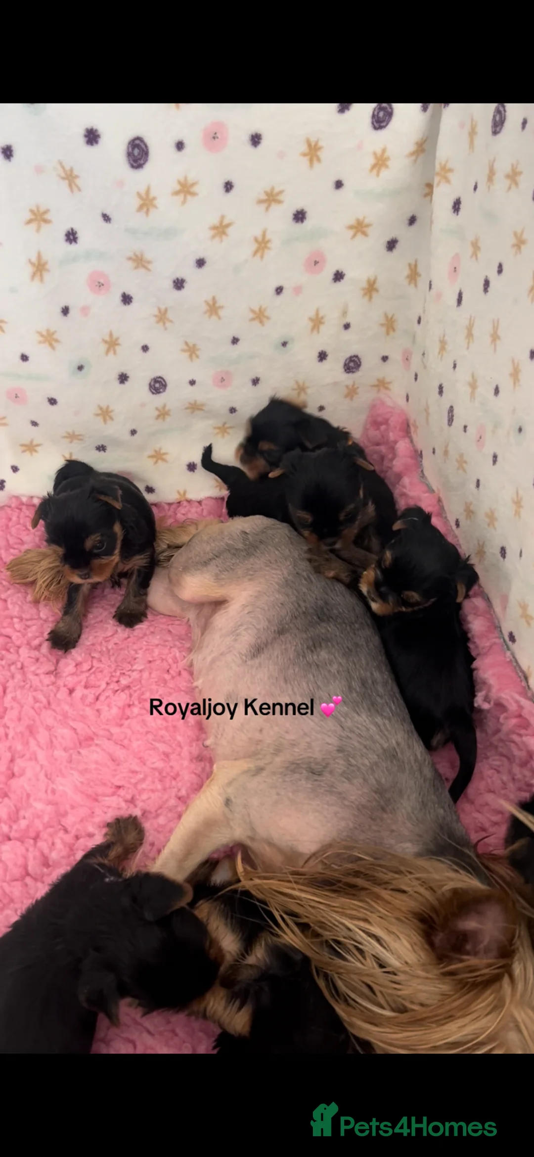 Yorkshire Terrier dogs for sale: Adorable KC reg puppies 🩵💕 - Advert 2