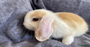 Mini Lop rabbits - Advert 2