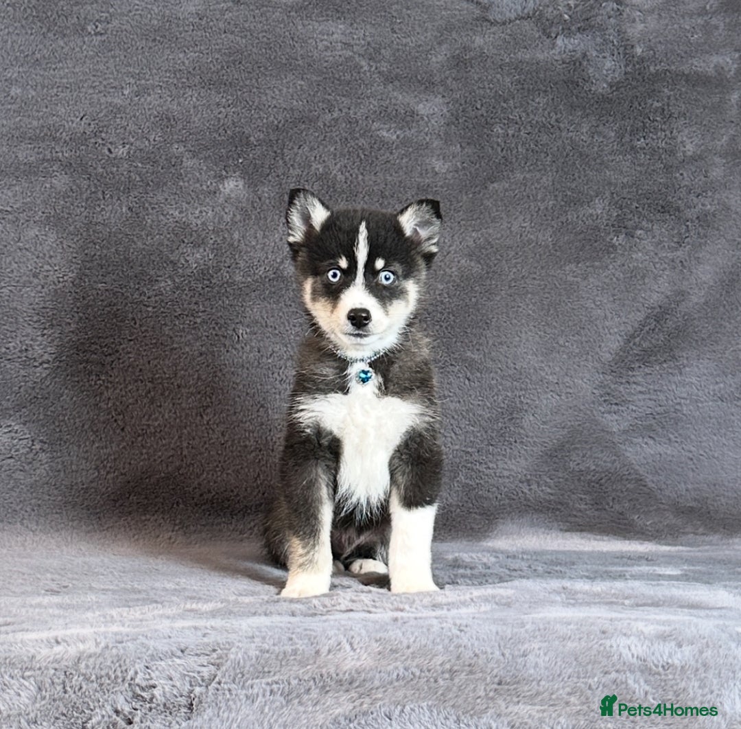 Pomsky dogs for sale: F3 blue eyes perfect husky markings Pomsky puppies - Advert 20