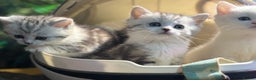 Munchkin cats for sale: Full Pedigree Munchkin Kittens  - Advert 30
