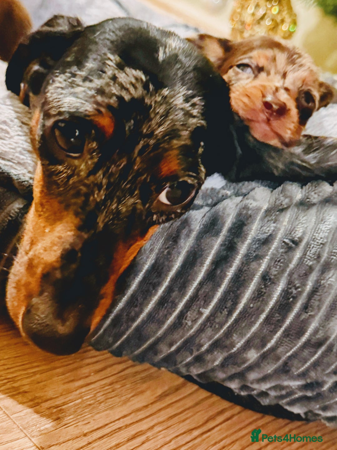 Miniature Dachshund dogs for sale: ⚜️Charming Little Puppies ⚜️ - Advert 2