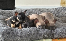 French Bulldog dogs for sale: 🐾 French Bulldog Puppies - Ready to go! 🐾 - Image 6