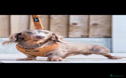 Dachshund dogs for sale: Miniature long hair dachsund puppy - Image 3