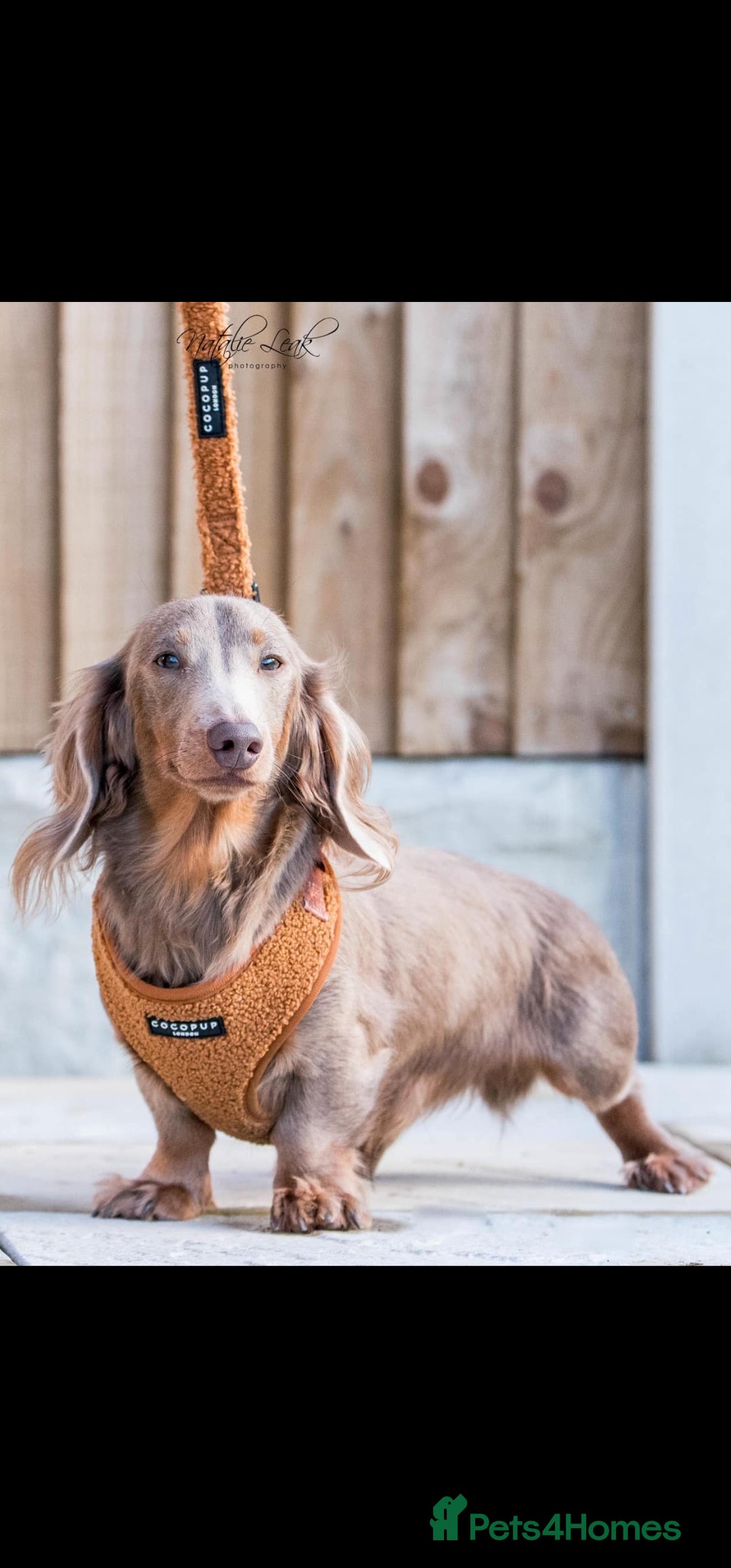 Dachshund dogs for sale: Miniature long hair dachsund puppy - Image 3