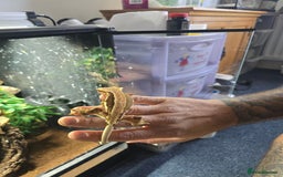 Gecko reptiles for sale: Breeding pair of crested geckos  - Image 2