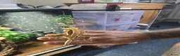 Gecko reptiles for sale: Breeding pair of crested geckos  - Advert 2