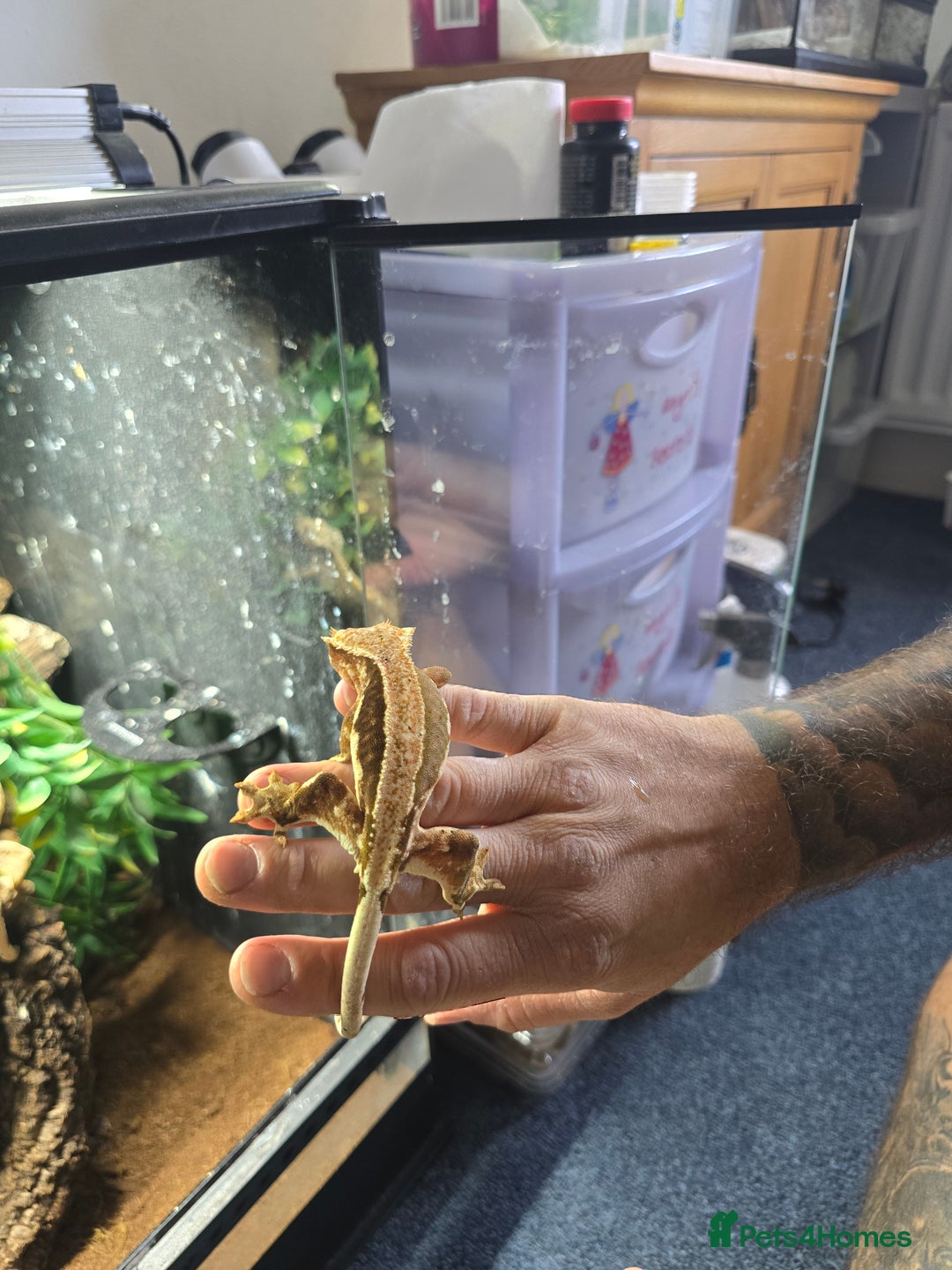 Gecko reptiles for sale: Breeding pair of crested geckos  - Image 2