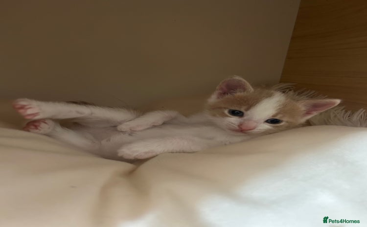 Mixed Breed cats - Advert 1