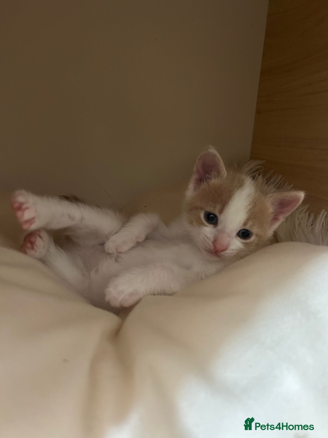 Mixed Breed cats for sale: White and ginger kitten for adoption - Image 1